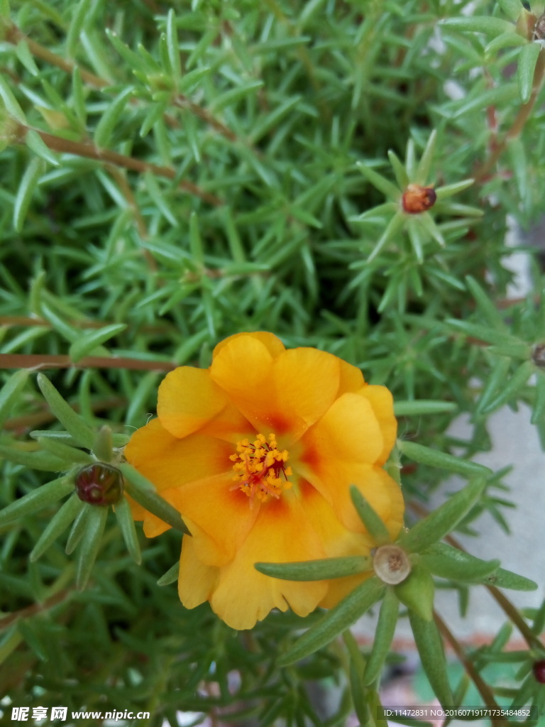 马蜂菜花