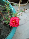 马蜂菜花