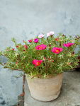 马蜂菜花