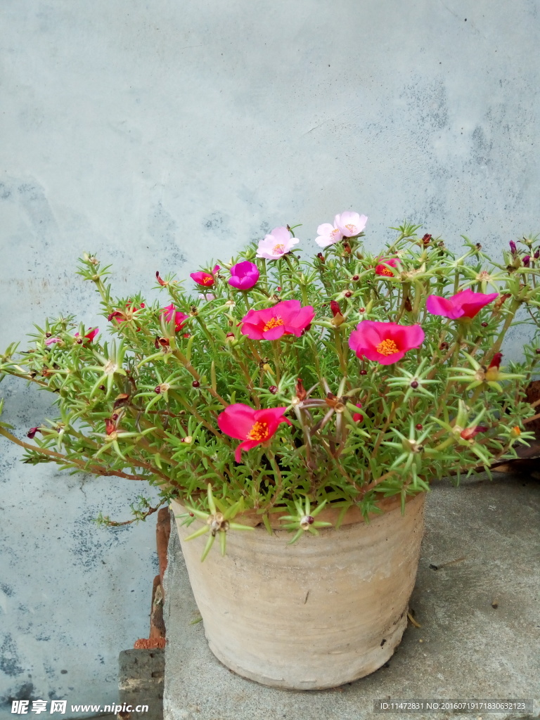 马蜂菜花