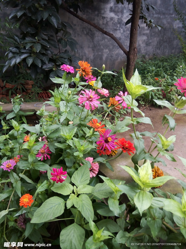 孔雀草