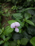 豆角花