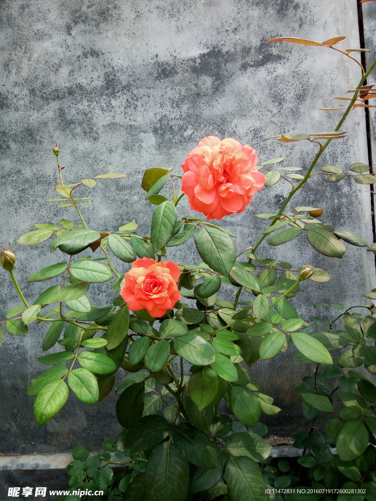 月季花