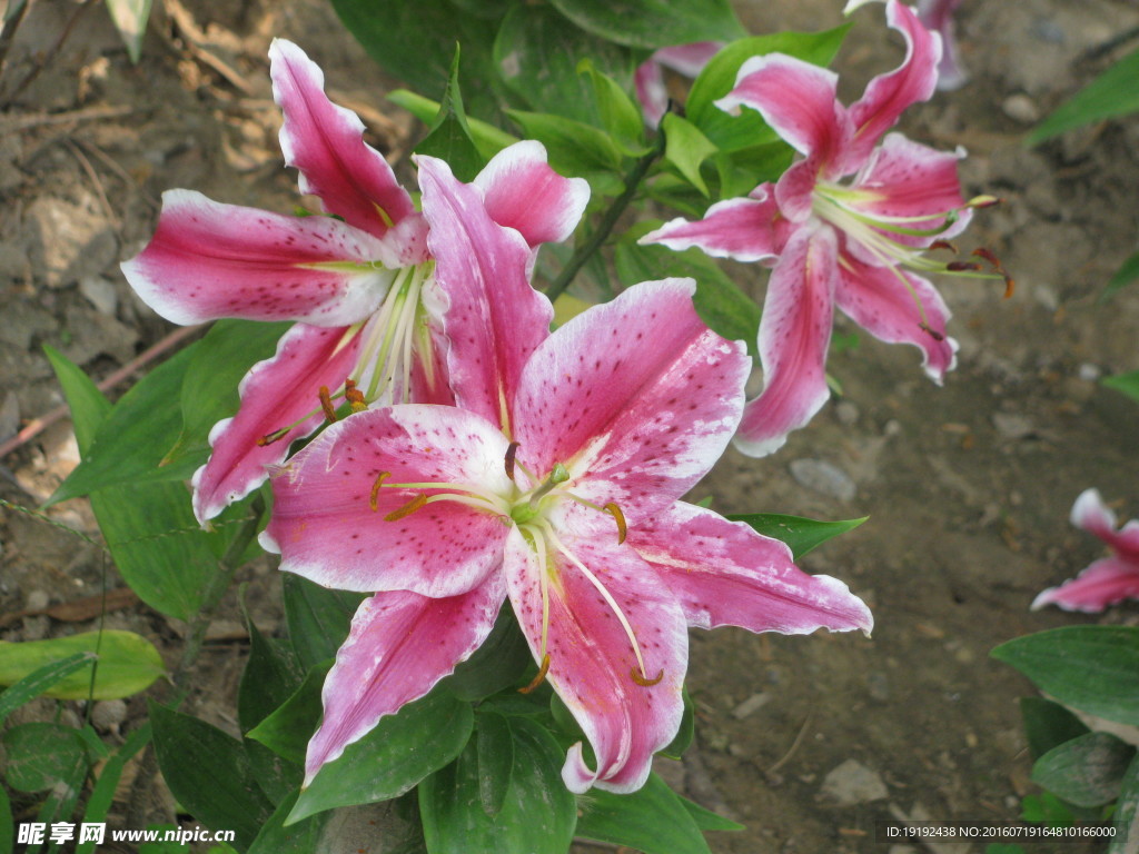 百合花