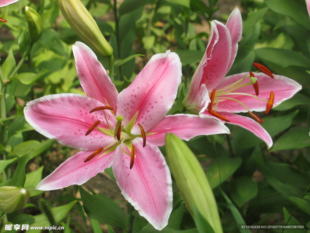 百合花