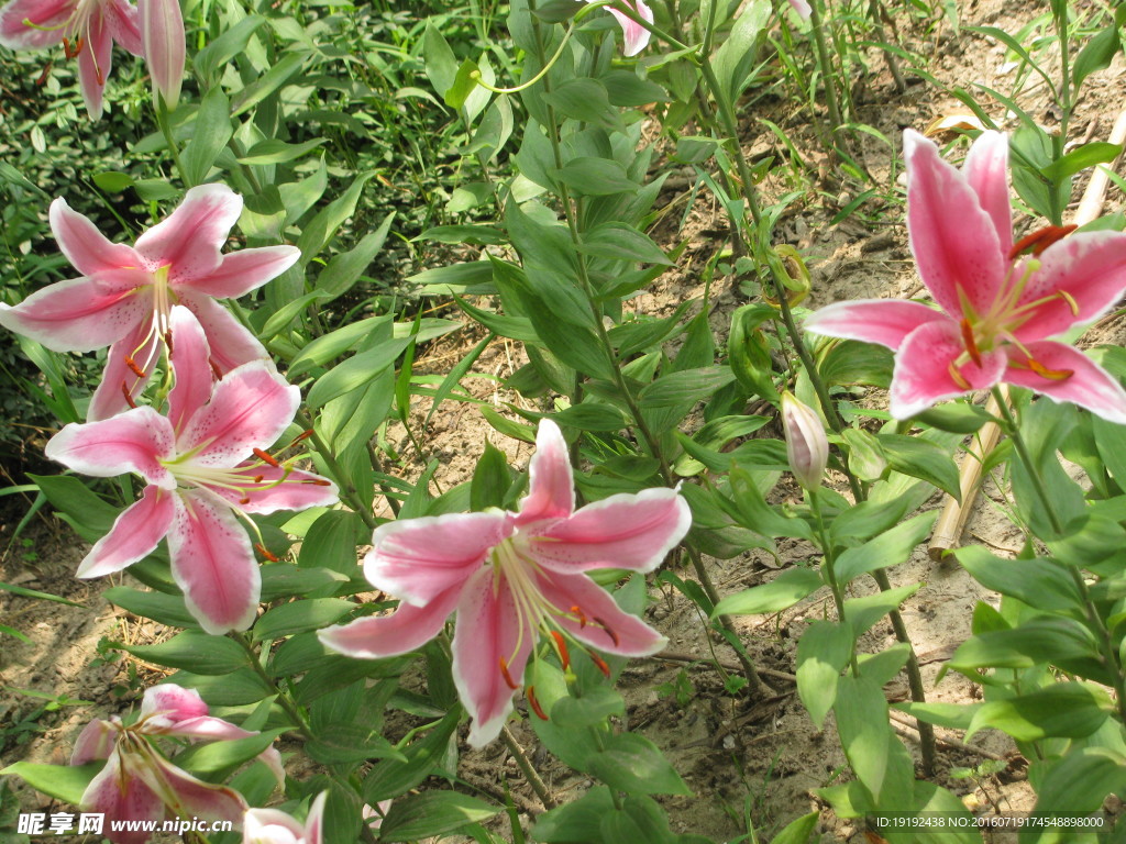 百合花