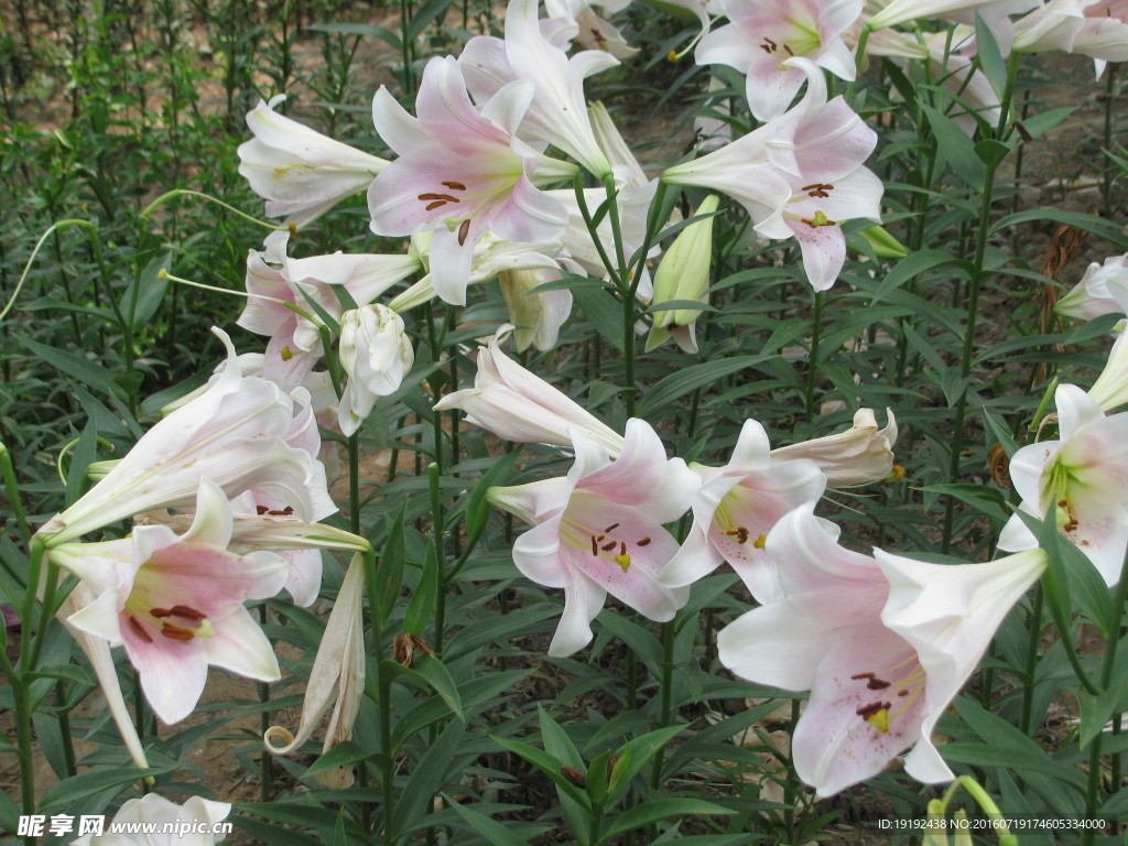 百合花