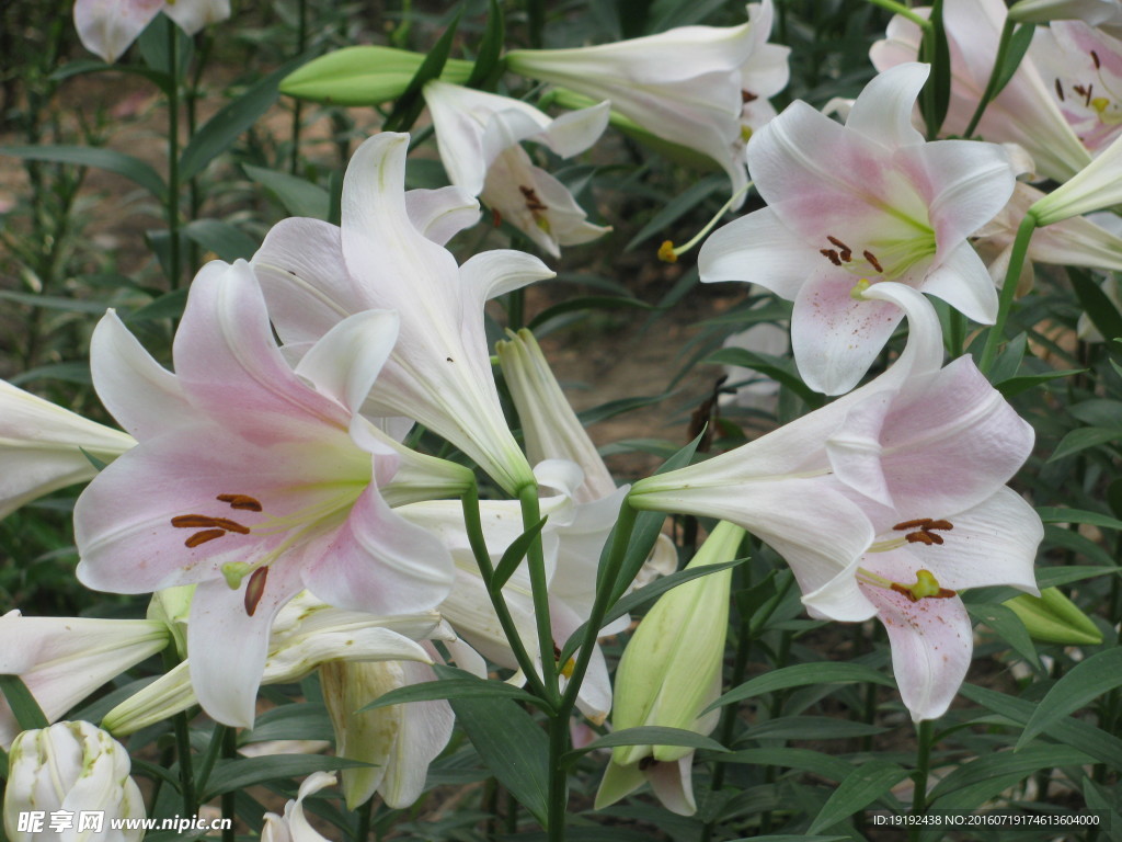 百合花