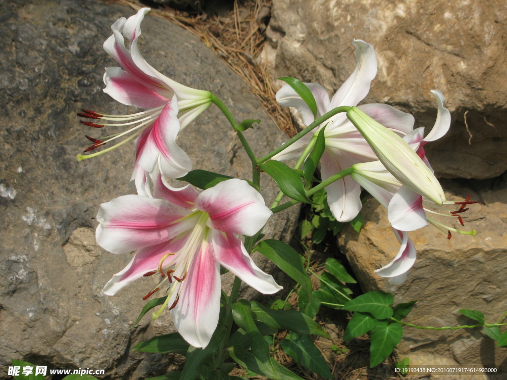 百合花