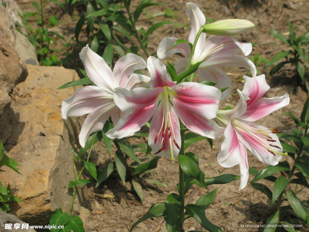 百合花
