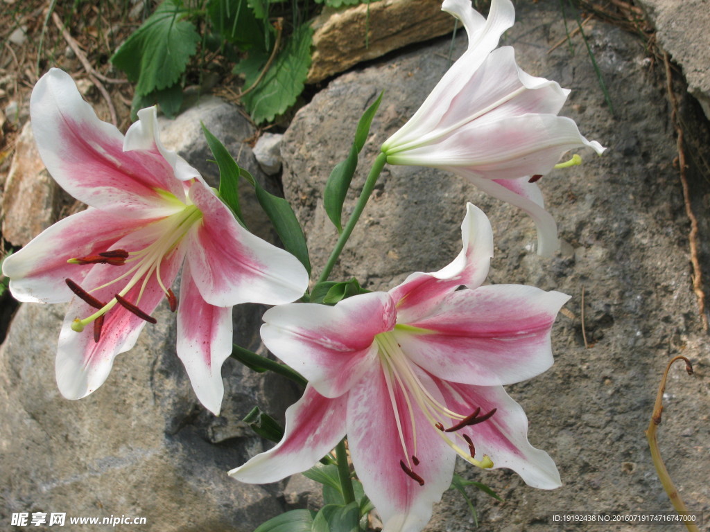 百合花