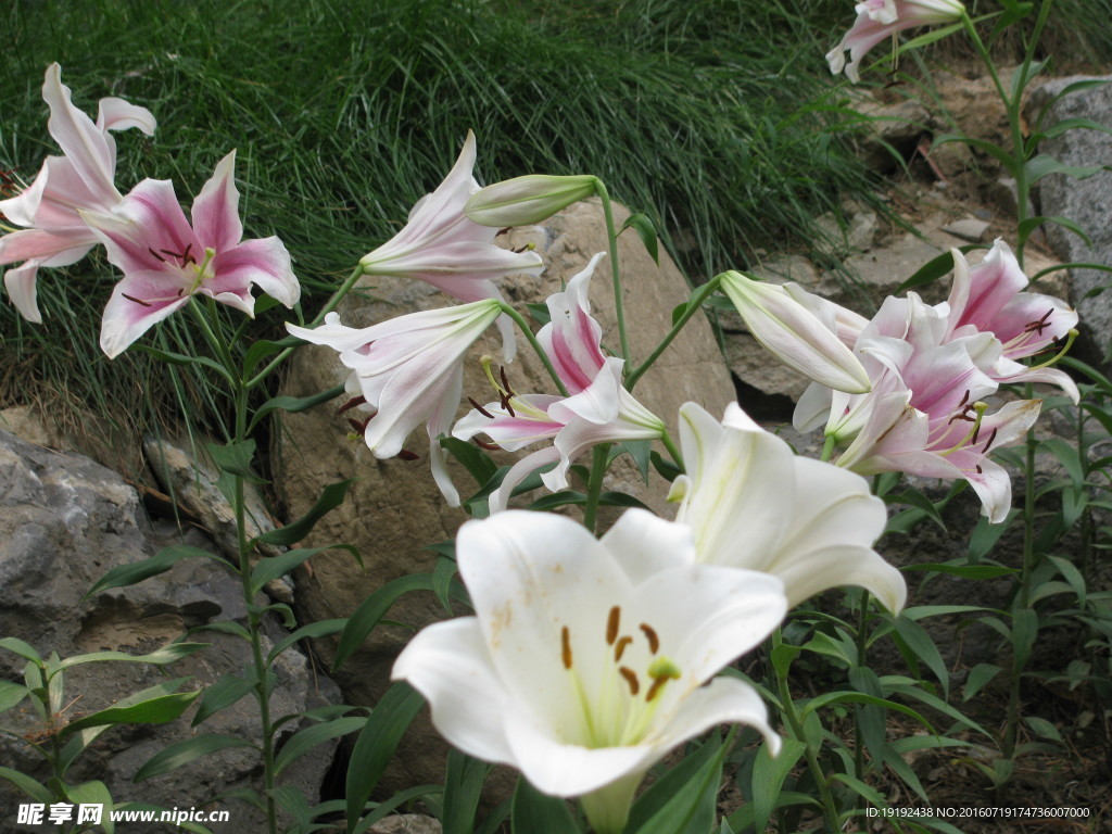 百合花