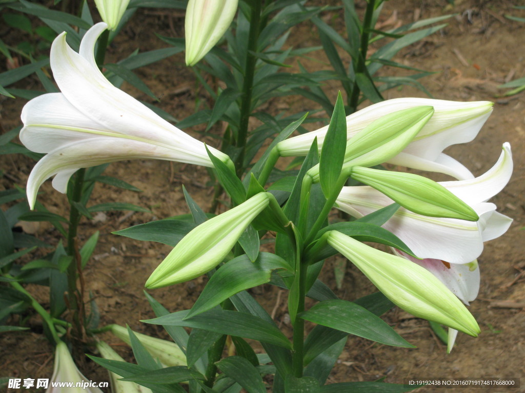 百合花