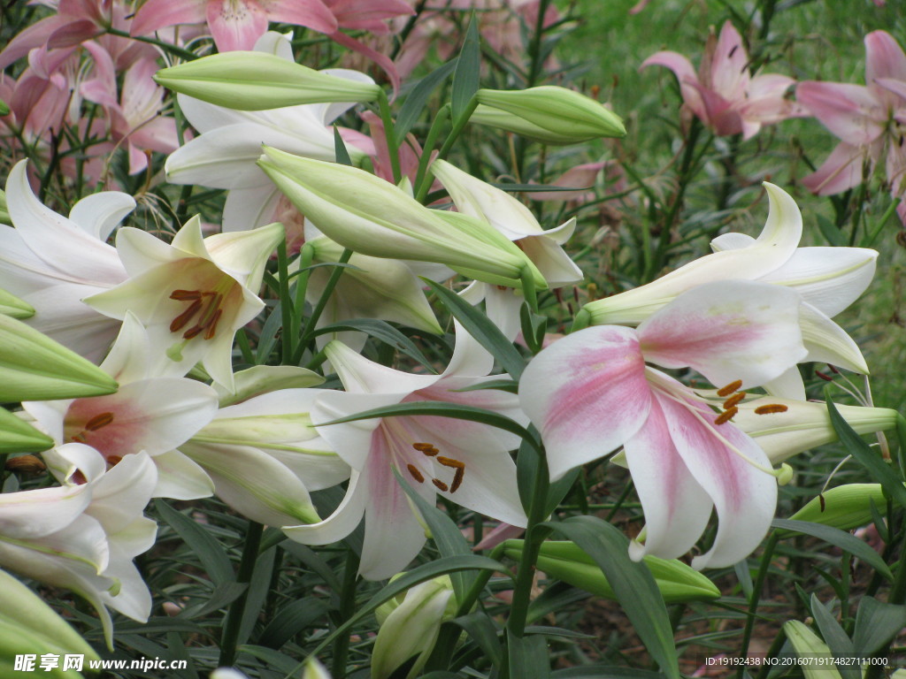 百合花