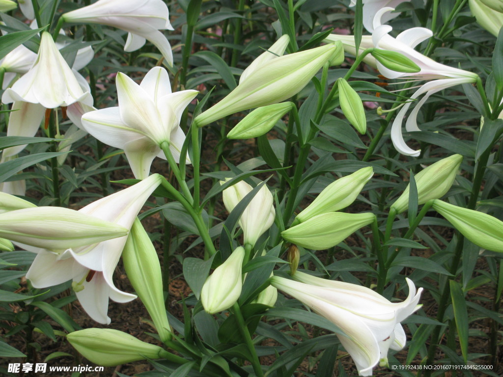 百合花