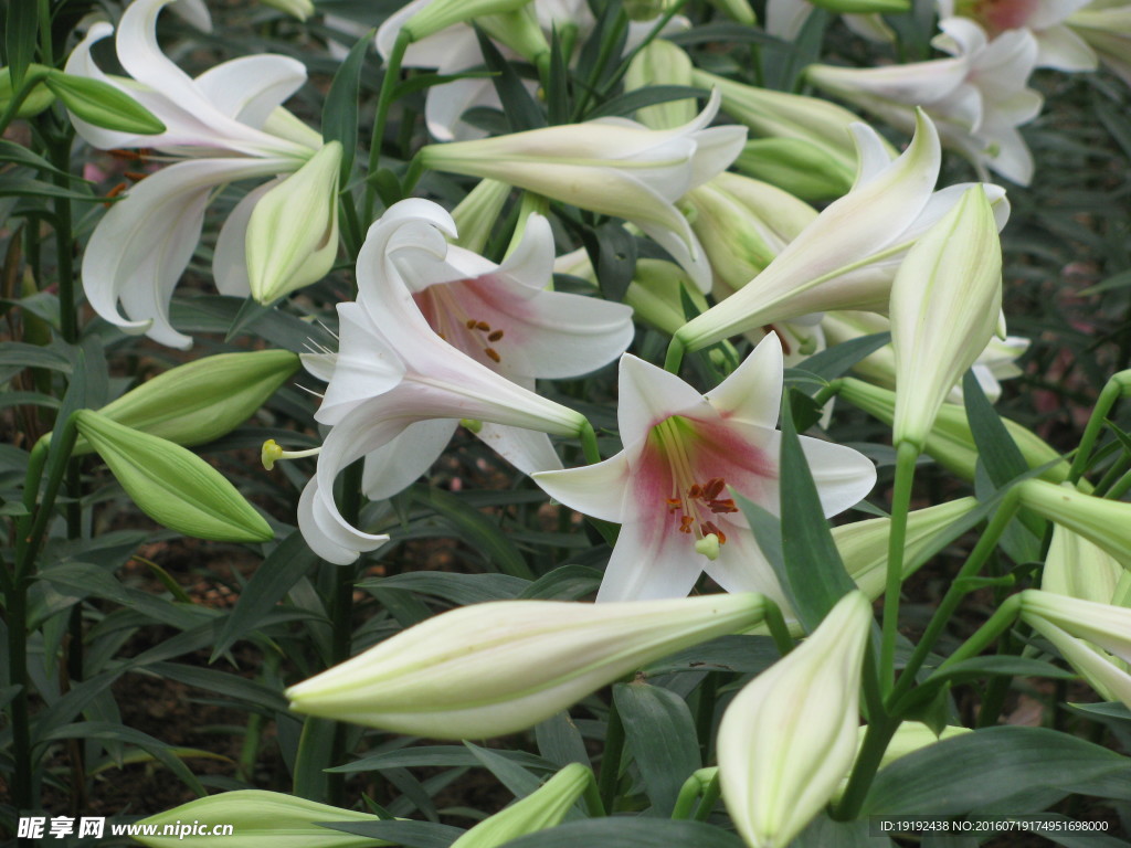 百合花