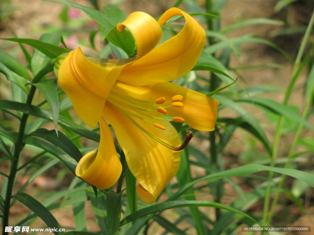 百合花