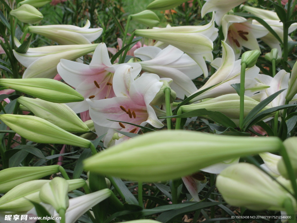 百合花