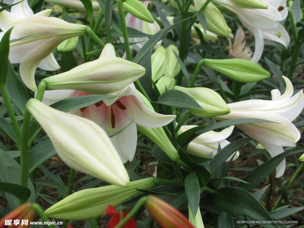 百合花
