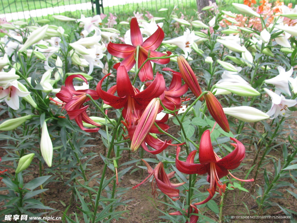 百合花