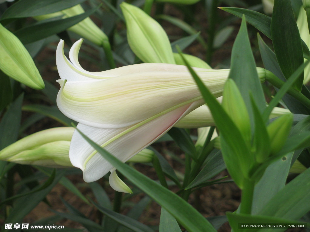 百合花