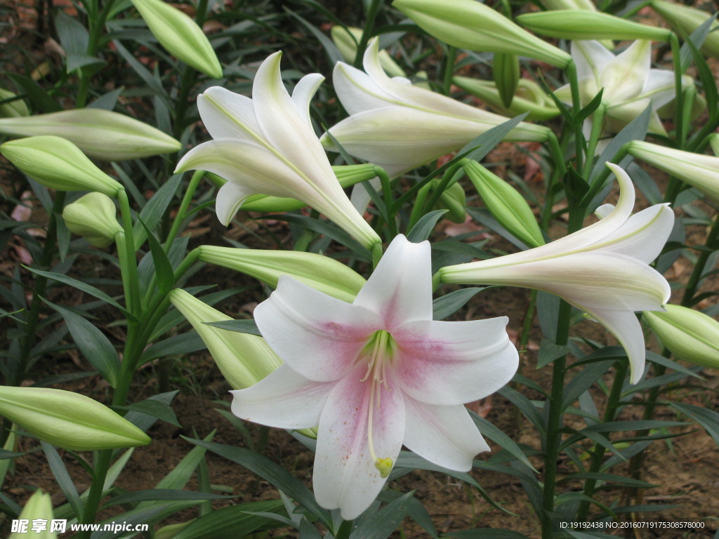 百合花