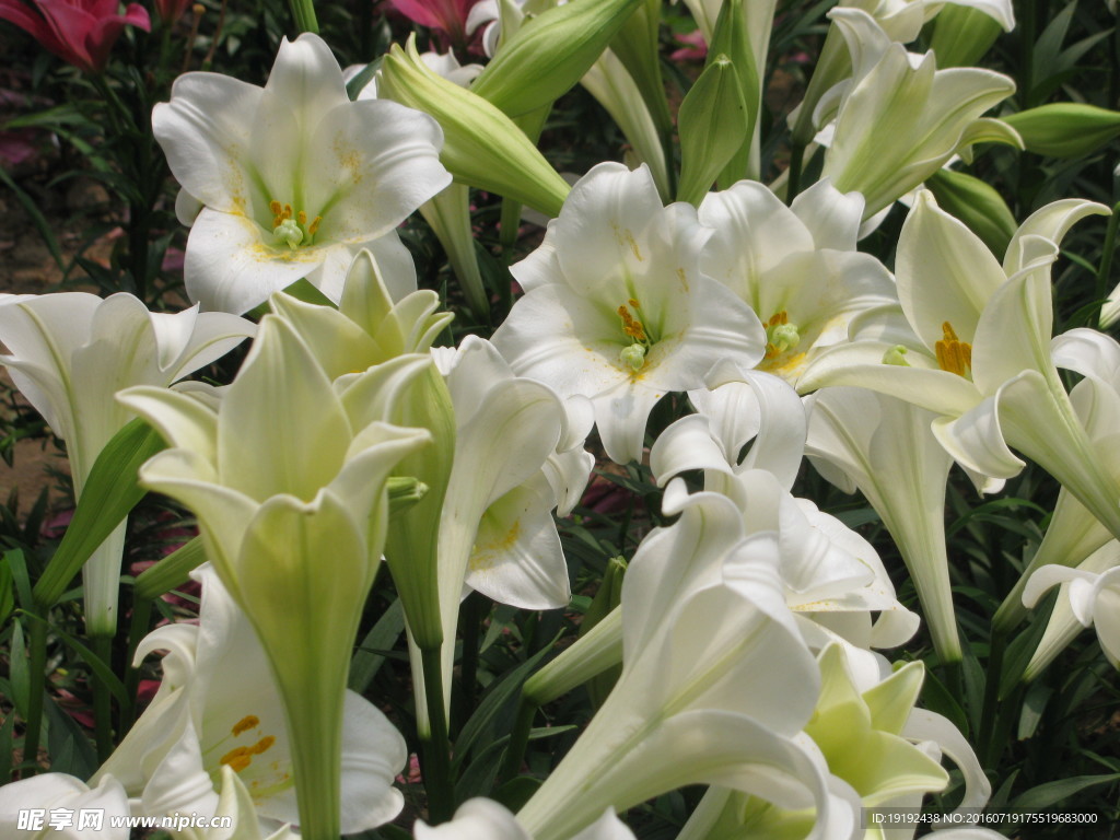 百合花