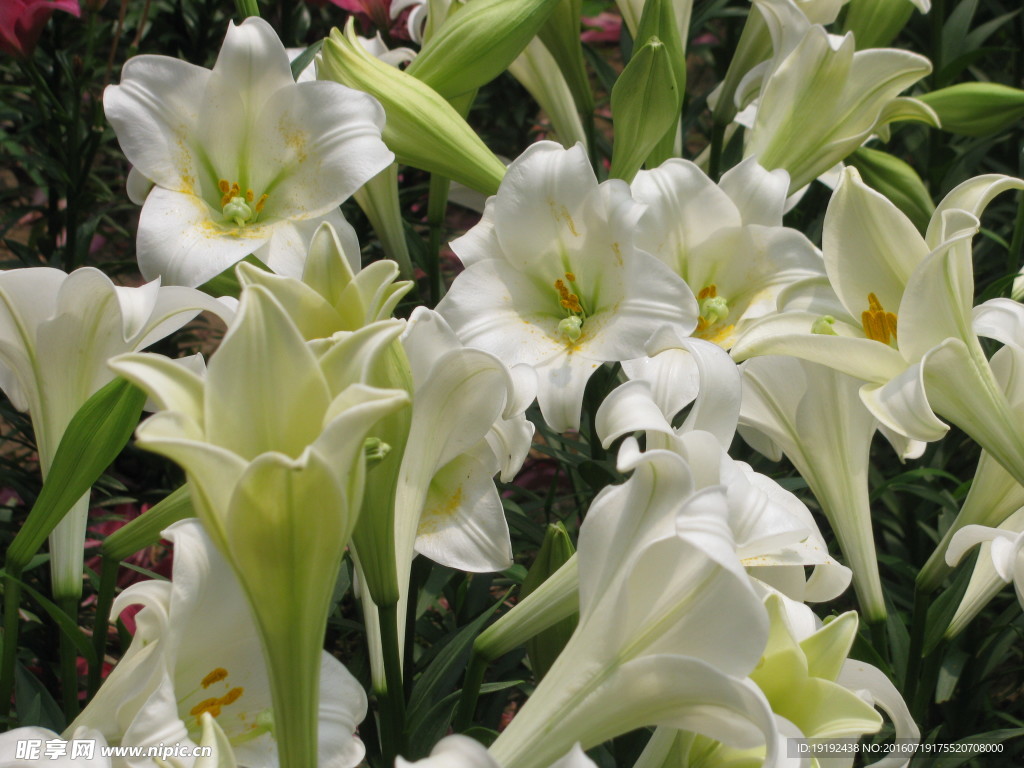 百合花