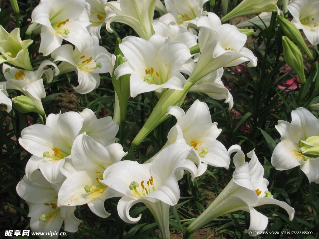 百合花