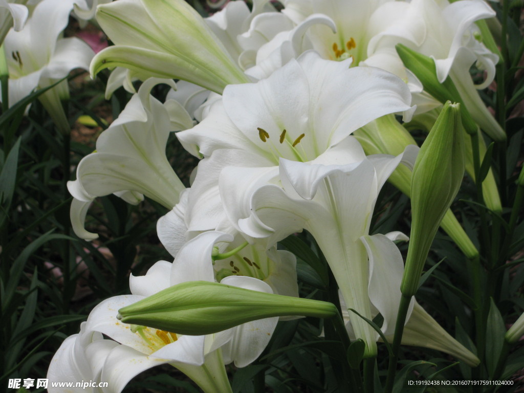 百合花