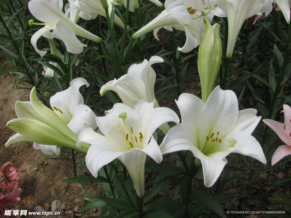 百合花