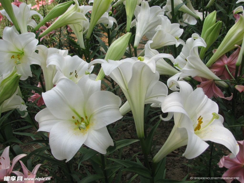 百合花