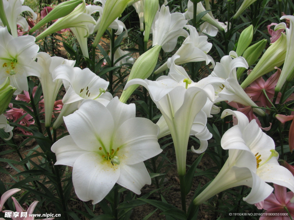 百合花