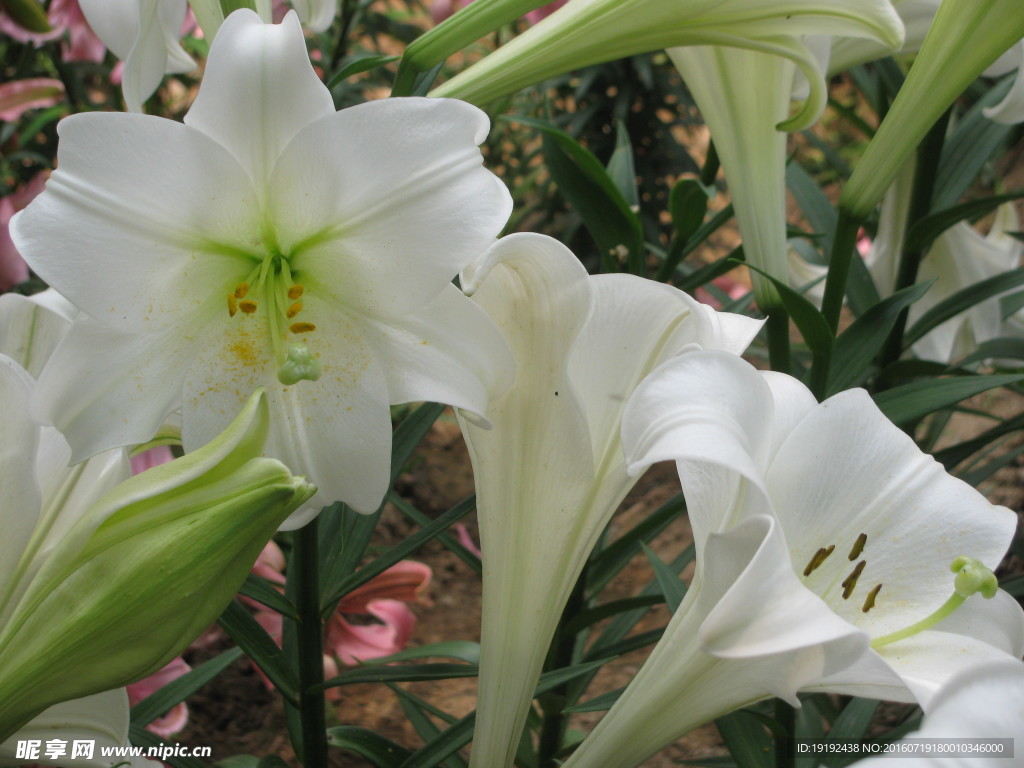百合花