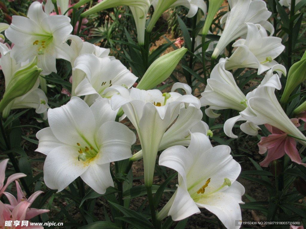 百合花