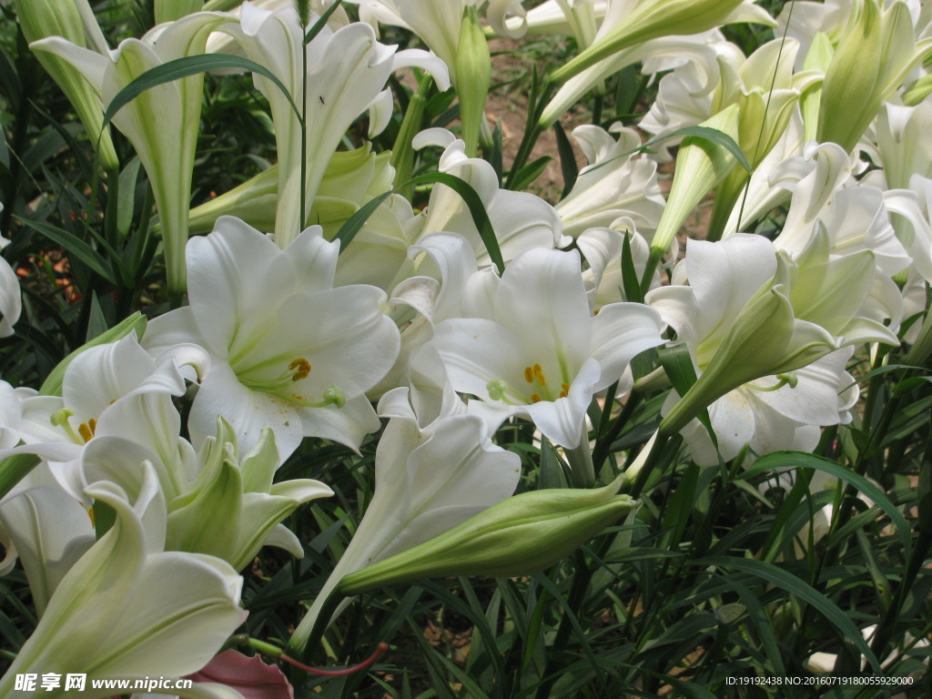 百合花