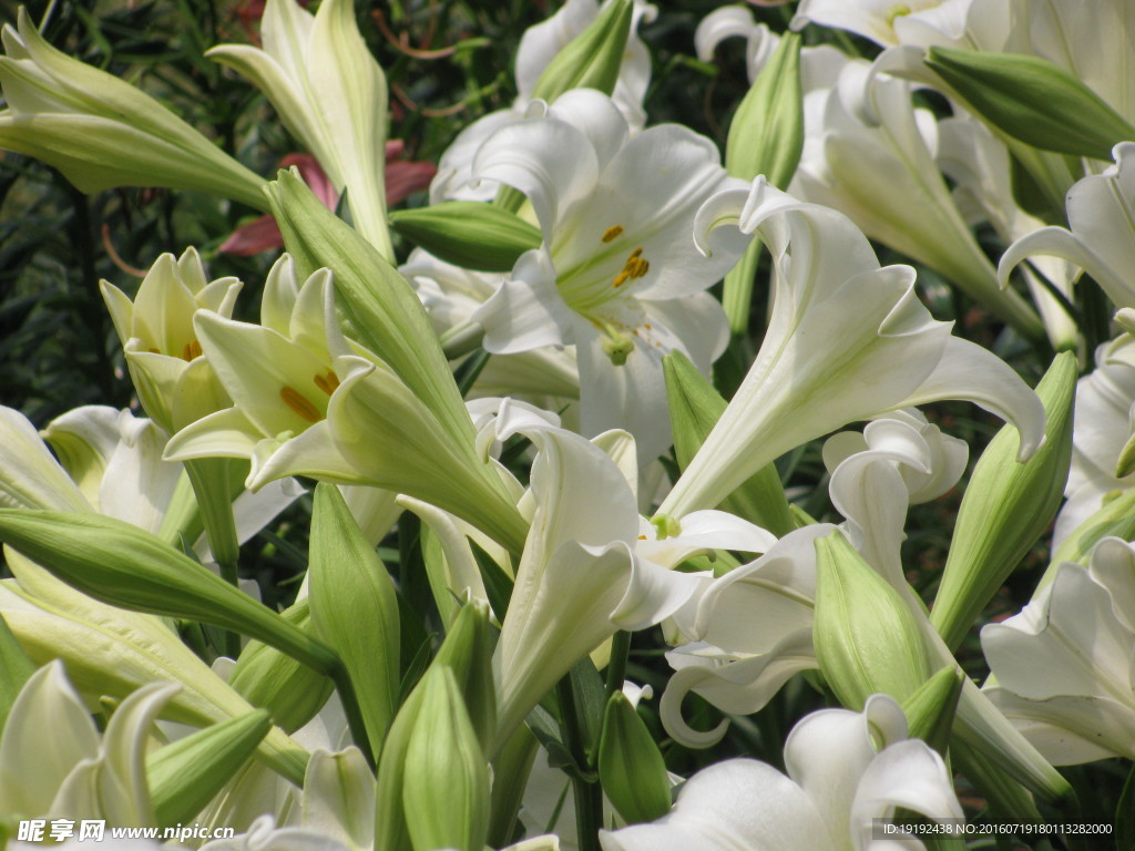 百合花
