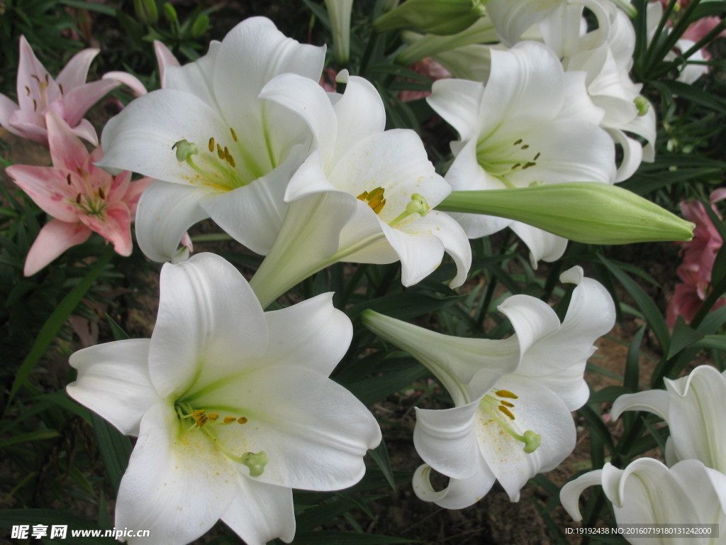 百合花