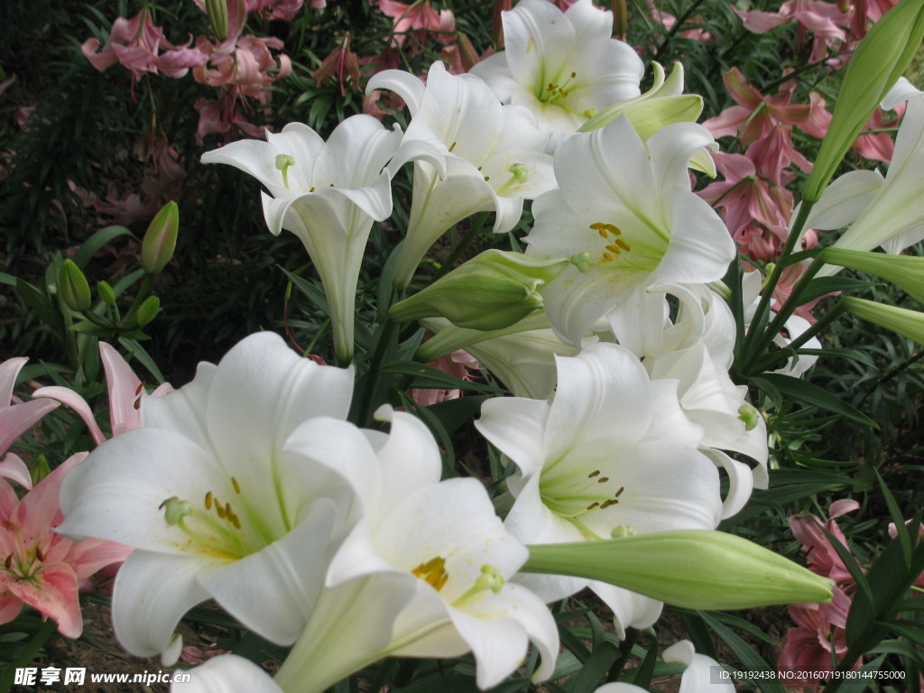 百合花