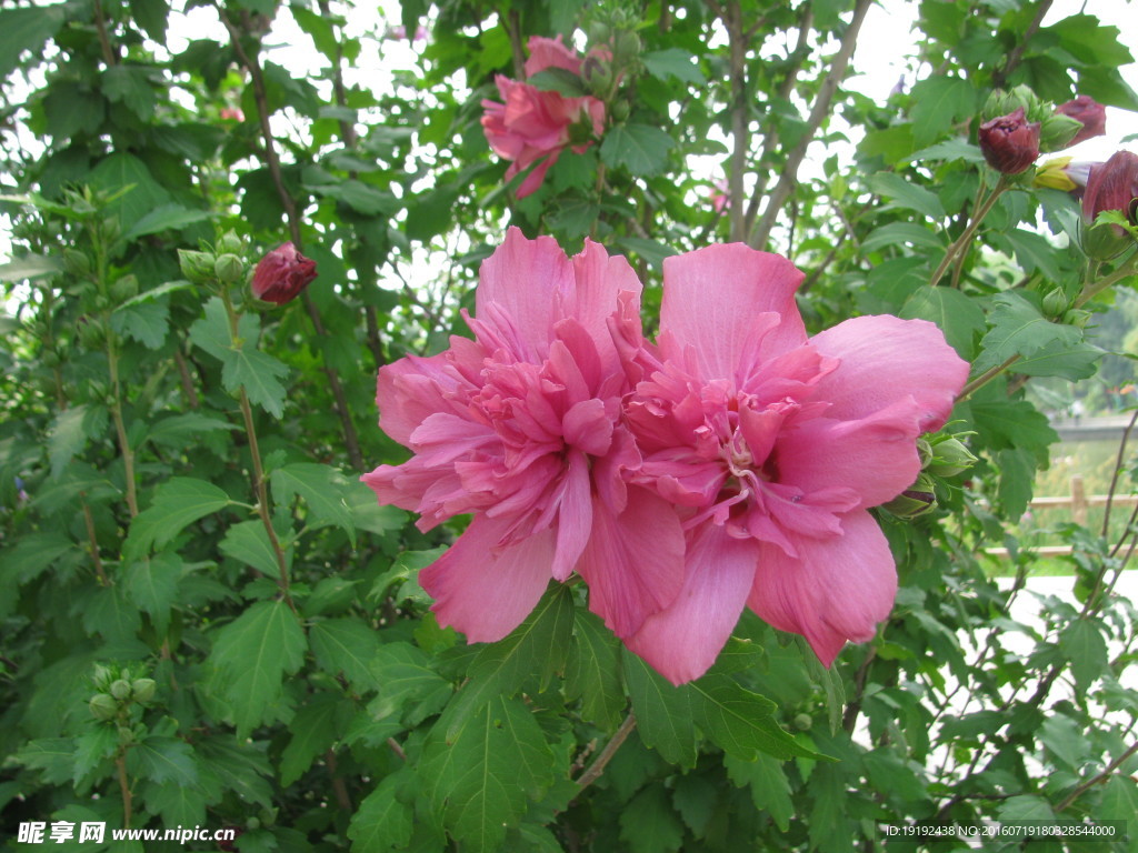 木槿花