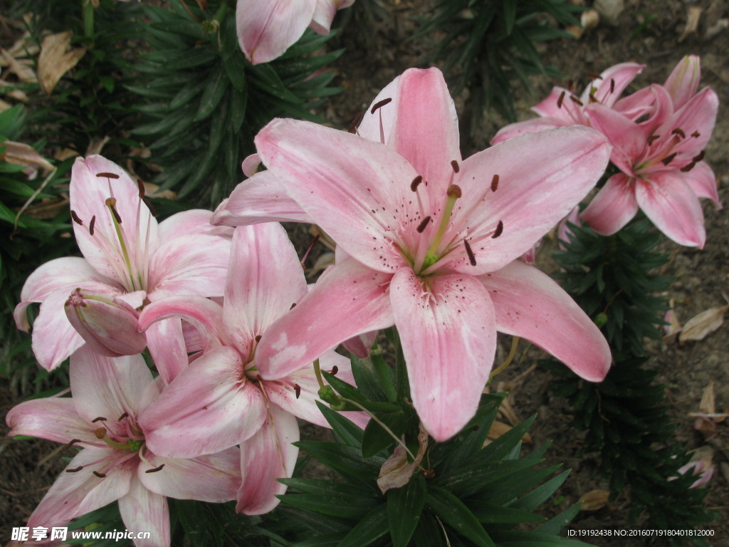 百合花