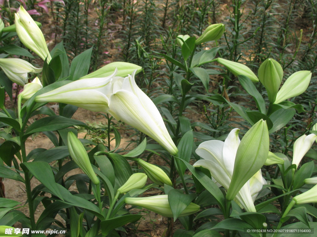百合花