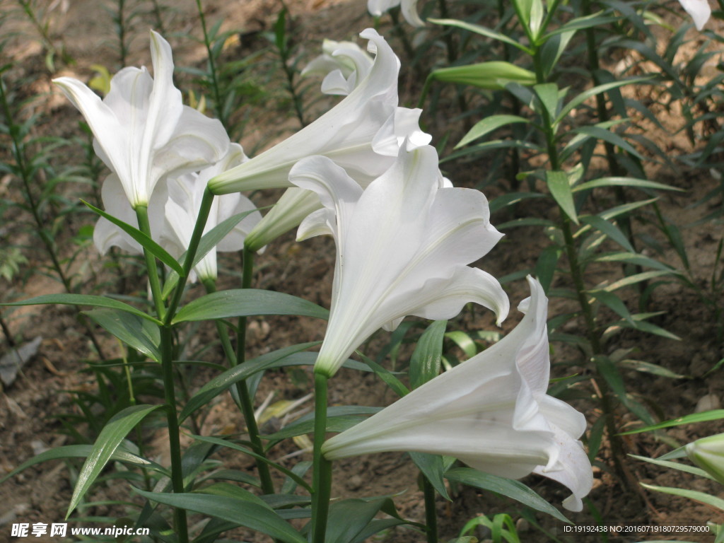 百合花