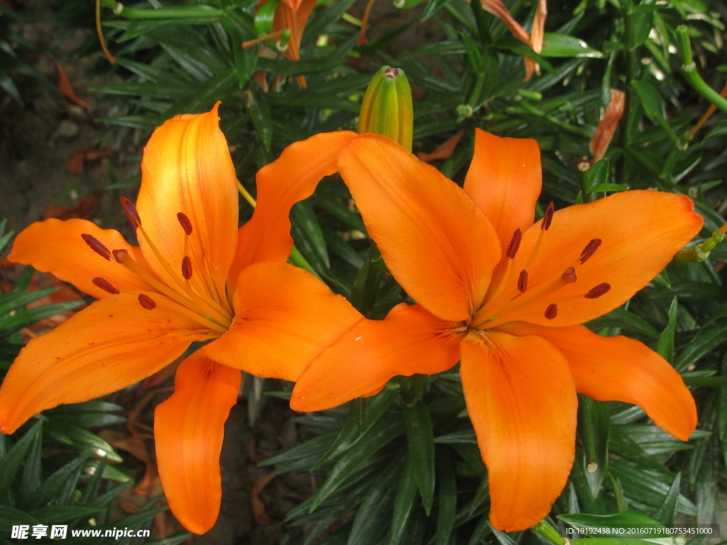 百合花