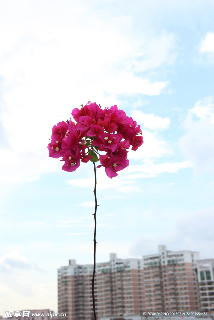 红花 花朵