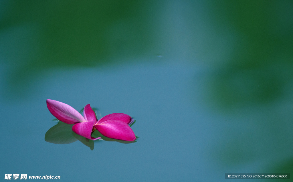 水中花