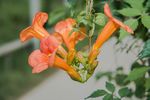 凌宵花