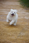 萨摩耶幼犬