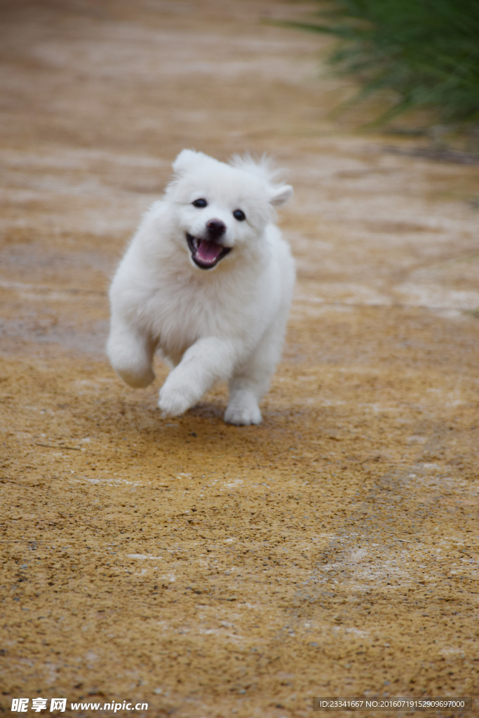 萨摩耶幼犬