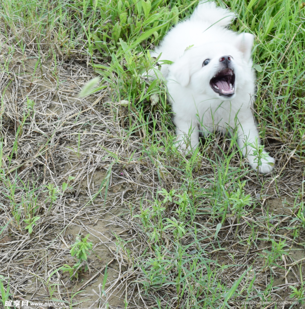 萨摩耶幼犬